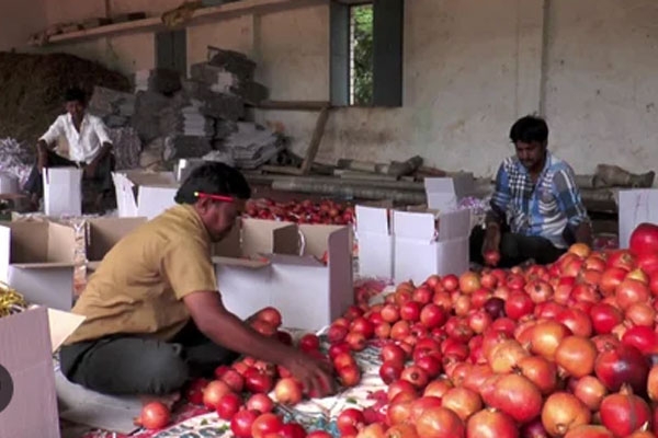 Pomegranate export crisis India Gulf war impact on farmers