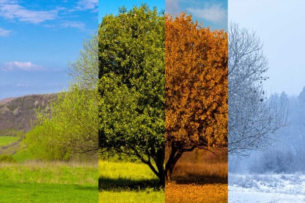 seasonal cycles