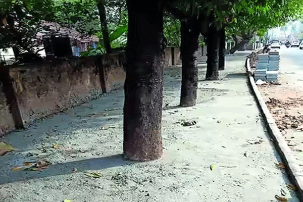 केवळ 15 टक्के झाडेच झाली काँक्रीटमुक्त