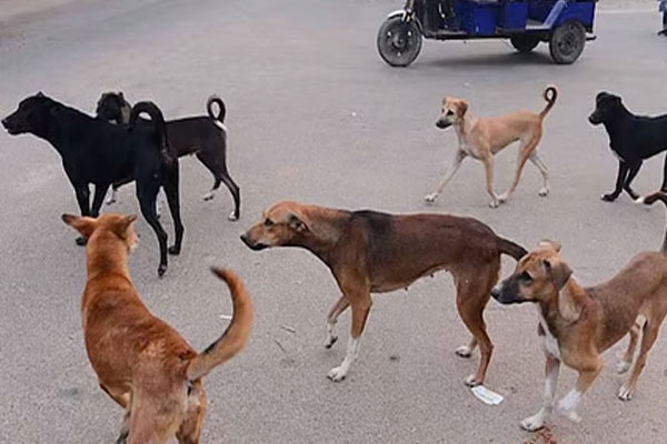 Yavatmal Stray Dog Danger