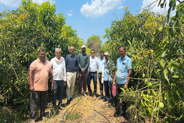 Successful experiment of mango