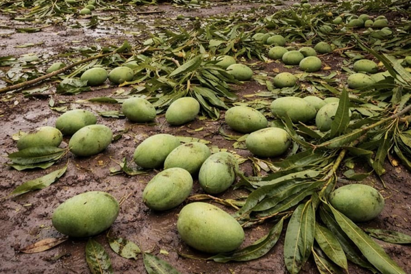 कारंजा तालुक्यात वादळी वार्‍यासह अवकाळीची हजेरी