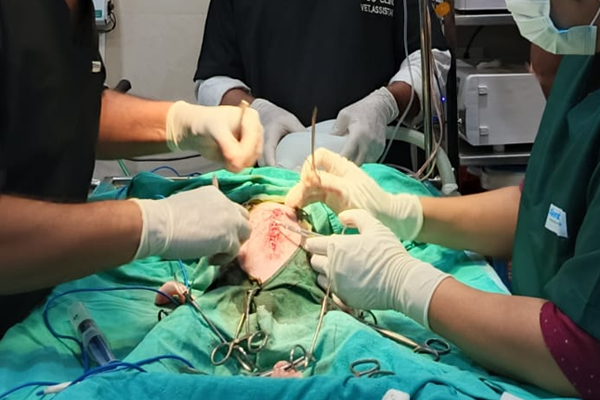 दोन महिन्याच्या पिलावर दुर्मिळ व जोखमीची यशस्वी शस्त्रक्रिया