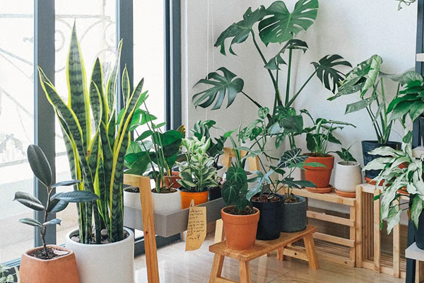 घरातील शुभ रोपे साकारात्मकते ऐवजी  