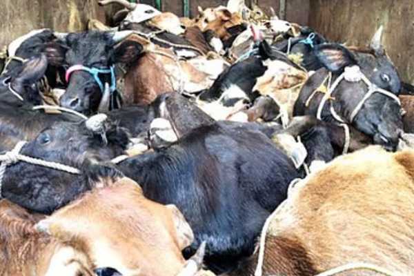 transportation of cattle