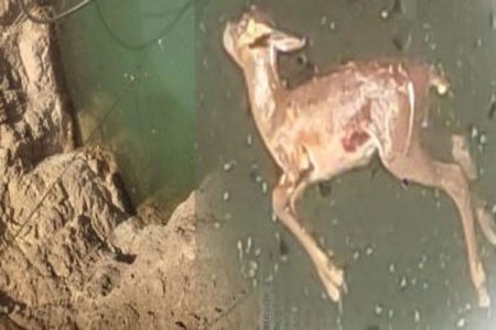 गिरडा येथे विहिरीत पडून हरणाचा मृत्यू