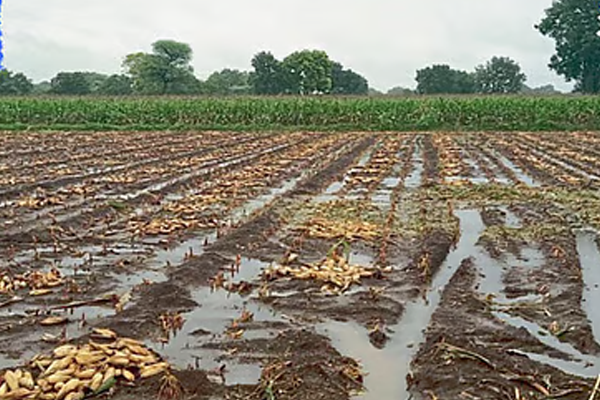 पोशिंद्याचे उत्पन्न कसे वाढणार?