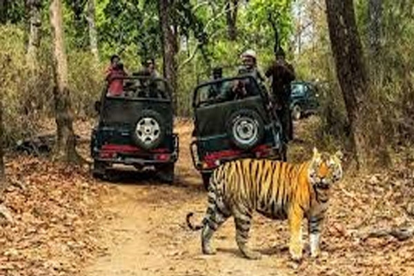 jungle safari rule violation India
