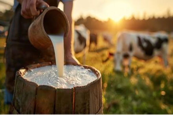 Maharashtra dairy farming scheme update