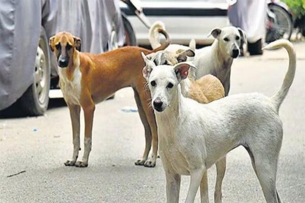 Pune stray dog attack, Lohegaon dog