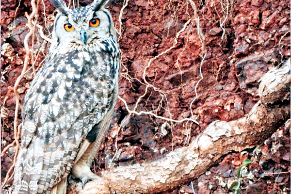 डोंगराळ झुडपी आढळतो, रॉक ईगल घुबड