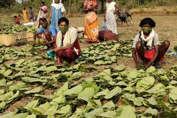 waiting for the tendu leaf season