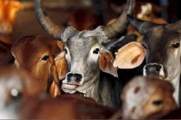 कोणी पशु रुग्णवाहिका देता का?