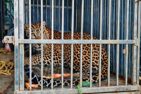 धाबेटेकडी परिसरात धुमाकूळ घालणारा नरभक्षी बिबट्या अखेर जेरबंद