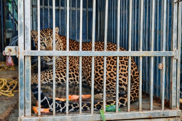 Man-eating leopard finally captured