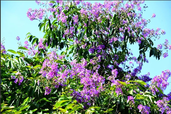 Tamhani flower festival Nagpur