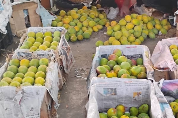 Hapus mango price 