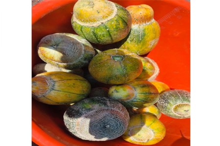 स्वादिष्ट खरबुजांनी रंगला धारणीचा बाजार