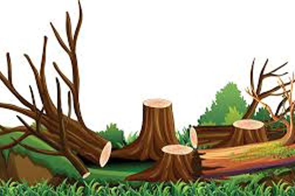 राष्ट्रीय महामाार्गालगतची १०९ झाडे तोडण्यास मनाई