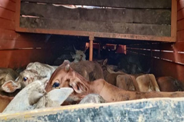 Cattle smuggling truck caught