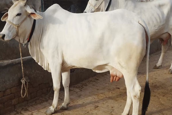 Animal embryo transfer technology India, livestock biotechnology India, dairy farming innovation, IVF in cattle