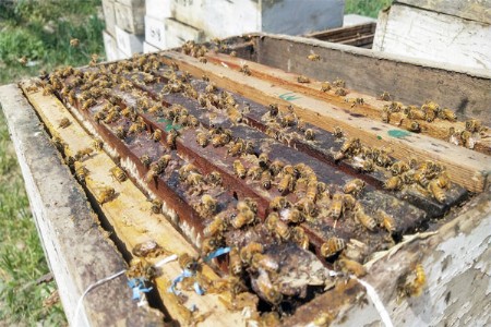 मधमाशीपालनात विशेष कार्य करणाऱ्यांना पुरस्कार