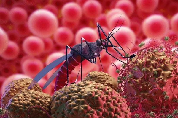  malaria