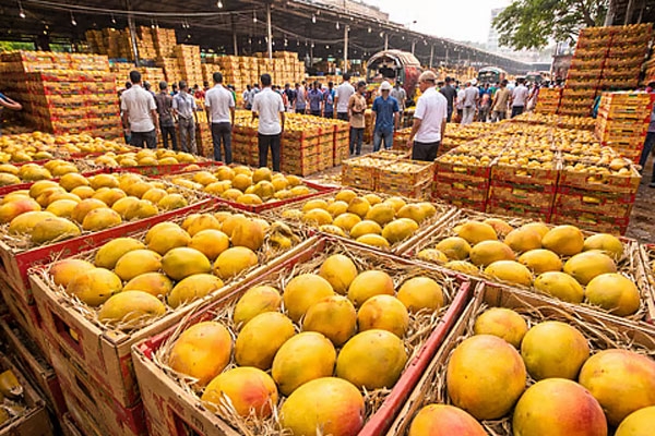 unseasonal-rain-hapus mango-price-crash-ratnagiri-kokan-mango-farmers-loss
