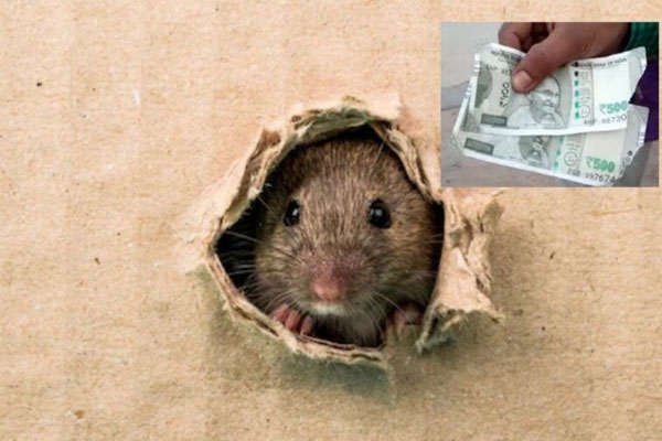 Bihar corruption case evidence damaged rats