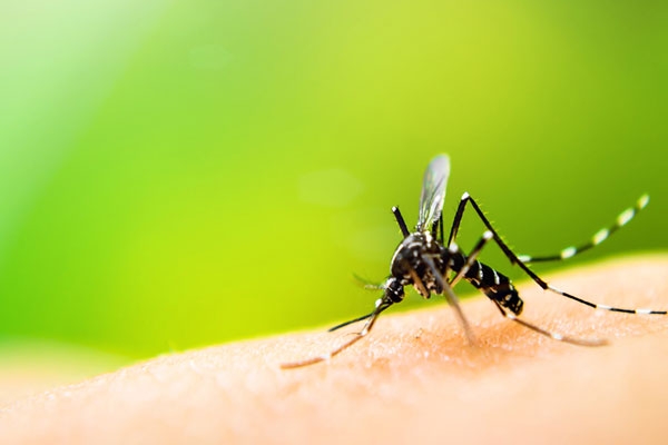 Plasmodium Falciparum Malaria Becomes a Major Threat Post-Dengue