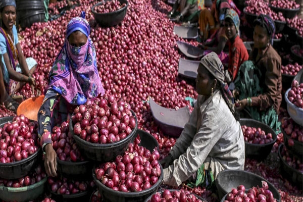 onion market India 