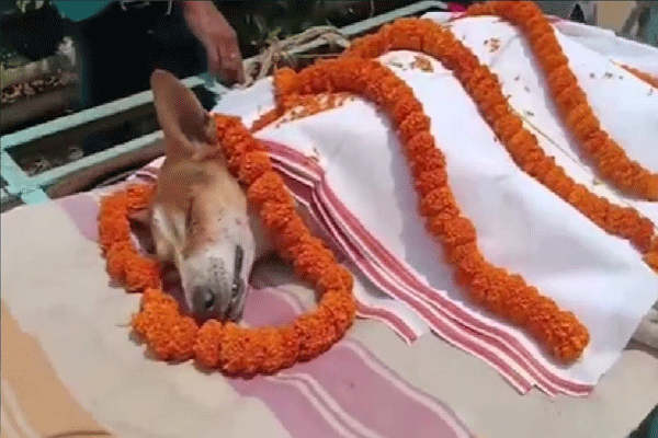 काली ठरली बालवाडीसाठी देवदूत