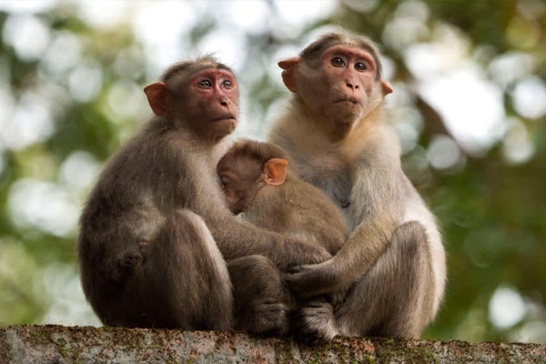 monkey maharashtra news