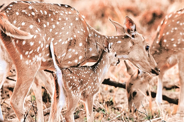 Sangli Chandoli National Park 