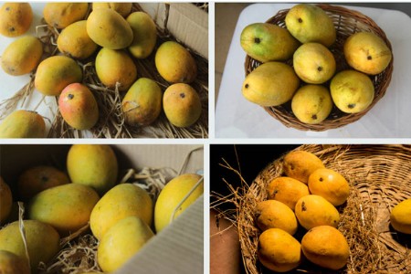 कर्नाटकातील आंब्यांकडून हापूसची नक्कल