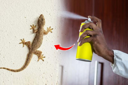 पालीं पळवायला करा हे उपाय