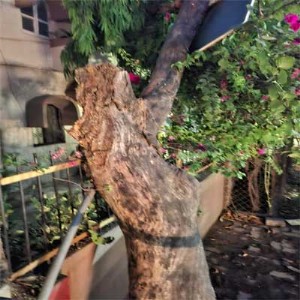 धोकादायक झाडाकडे महापालिकेचे दुर्लक्ष;