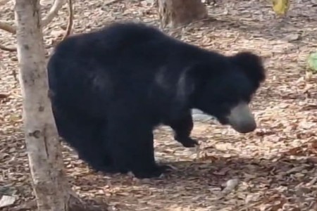 चप्राड पहाडीवर अस्वलाचा मुक्त संचार!