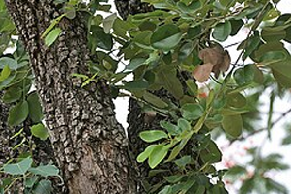 रक्तचंदन 