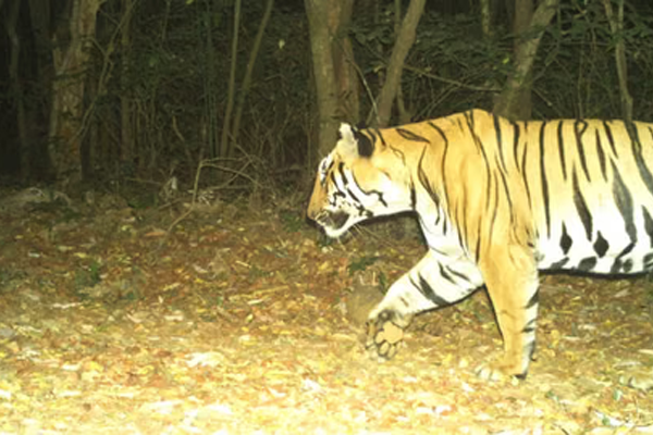 nature experience of bor