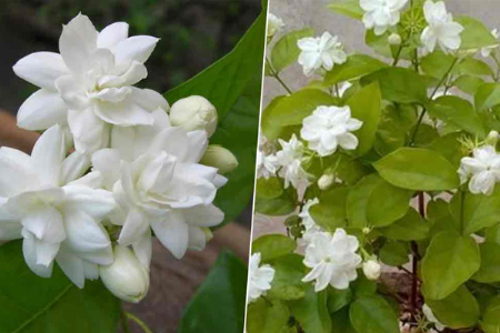 संपूर्ण उन्हाळ्यात मोगऱ्याच्या फुलांची कमतरता भासणार नाही,करा हे उपाय