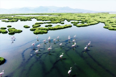 बदलत्या हवामानामुळे स्थलांतरित पक्षी वेळेपूर्वी गेले