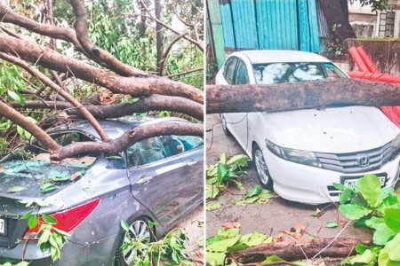 वर्षभरात जवळपास एक हजार झाडे कोसळली