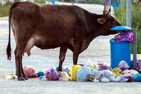 प्लास्टिक खाल्ल्याने मृत्युमुखी पडलेल्या गोधनाची नुकसान भरपाई द्या