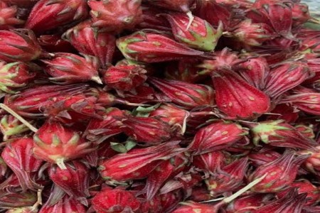 उन्हाळ्यातील ‘हेल्दी ड्रिंक’ म्हणून अंबाडी सरबताचा उदय