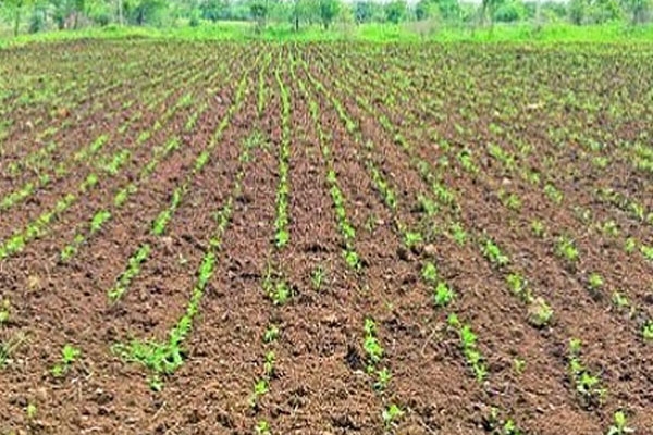 Kharif sowing in Selu taluka