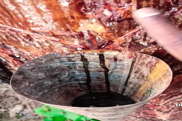 मेळघाटातून सालई डिंकाची तस्करी सुरूच