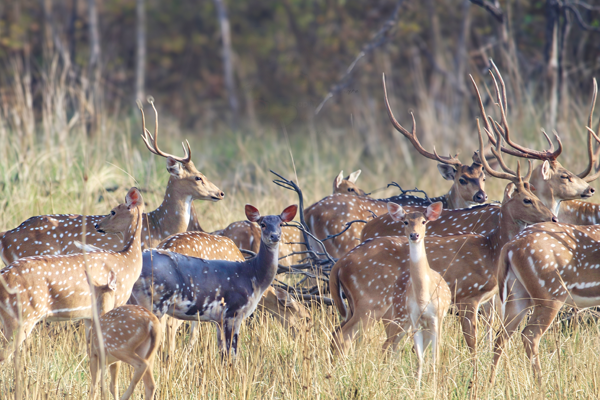 उमरेड कऱ्हांडला अभयारण्यात दुर्मिळ 