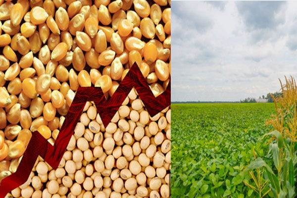 Soybean prices, maize prices,