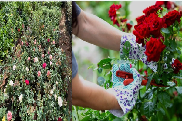 Raigad floriculture, Nagesh Thakur,